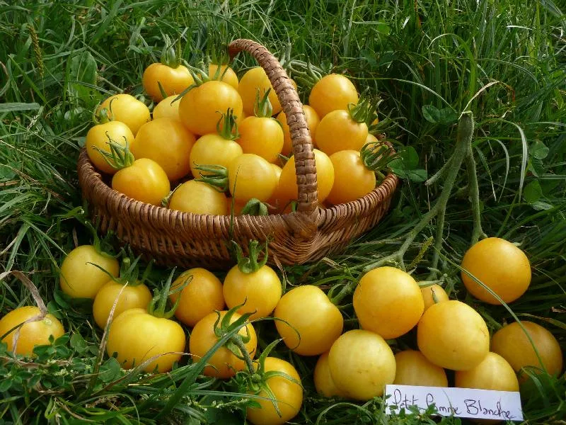 Graines biologiques reproductibles de Tomate "Petite pomme blanche" - Pensez Sauvage