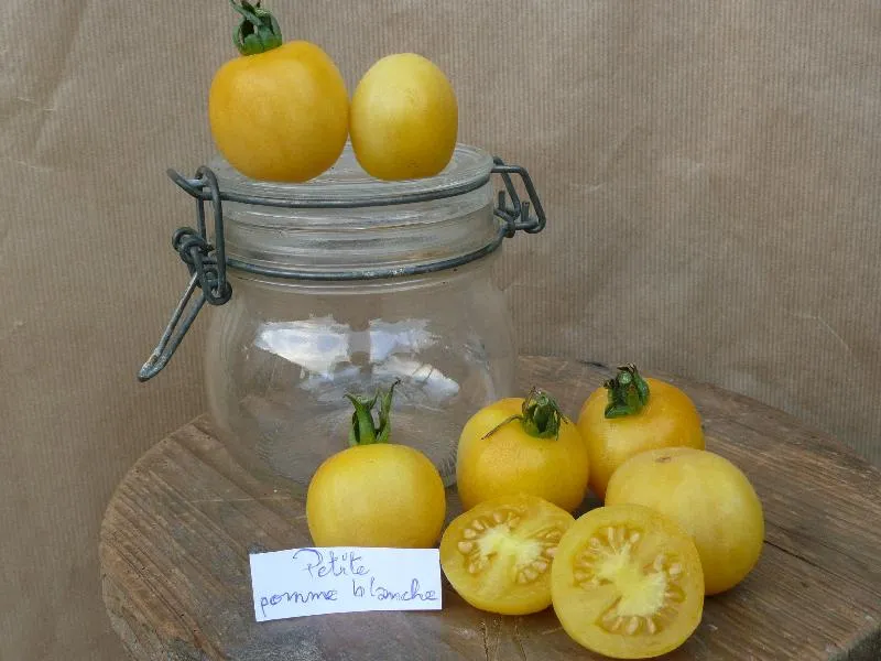 Graines biologiques reproductibles de Tomate "Petite pomme blanche" - Pensez Sauvage