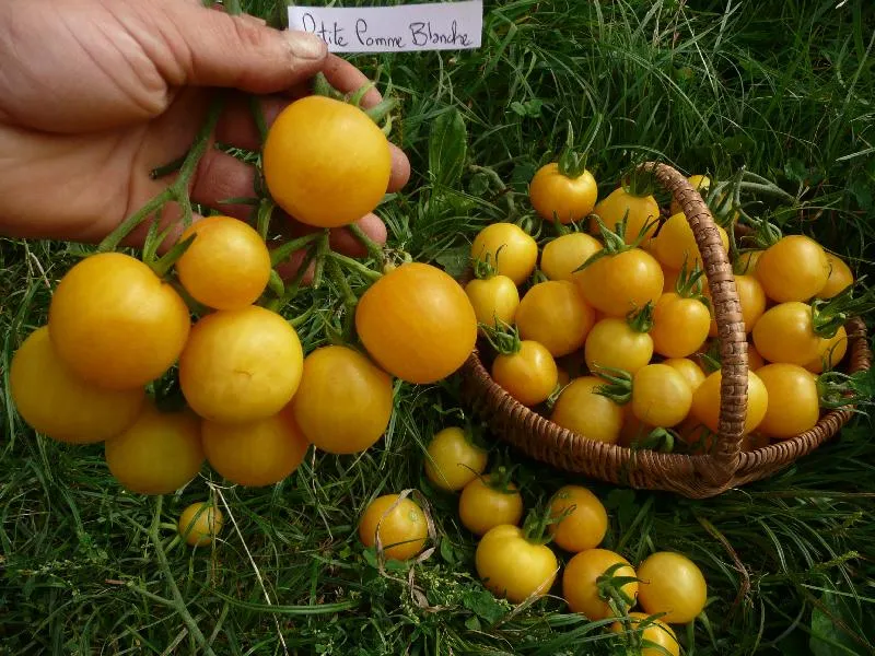Graines biologiques reproductibles de Tomate "Petite pomme blanche" - Pensez Sauvage