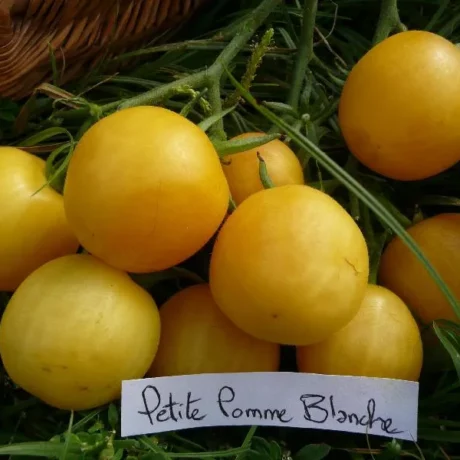 Graines biologiques reproductibles de Tomate "Petite pomme blanche" - Pensez Sauvage
