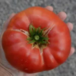 Tomate "Pink Ponderosa"