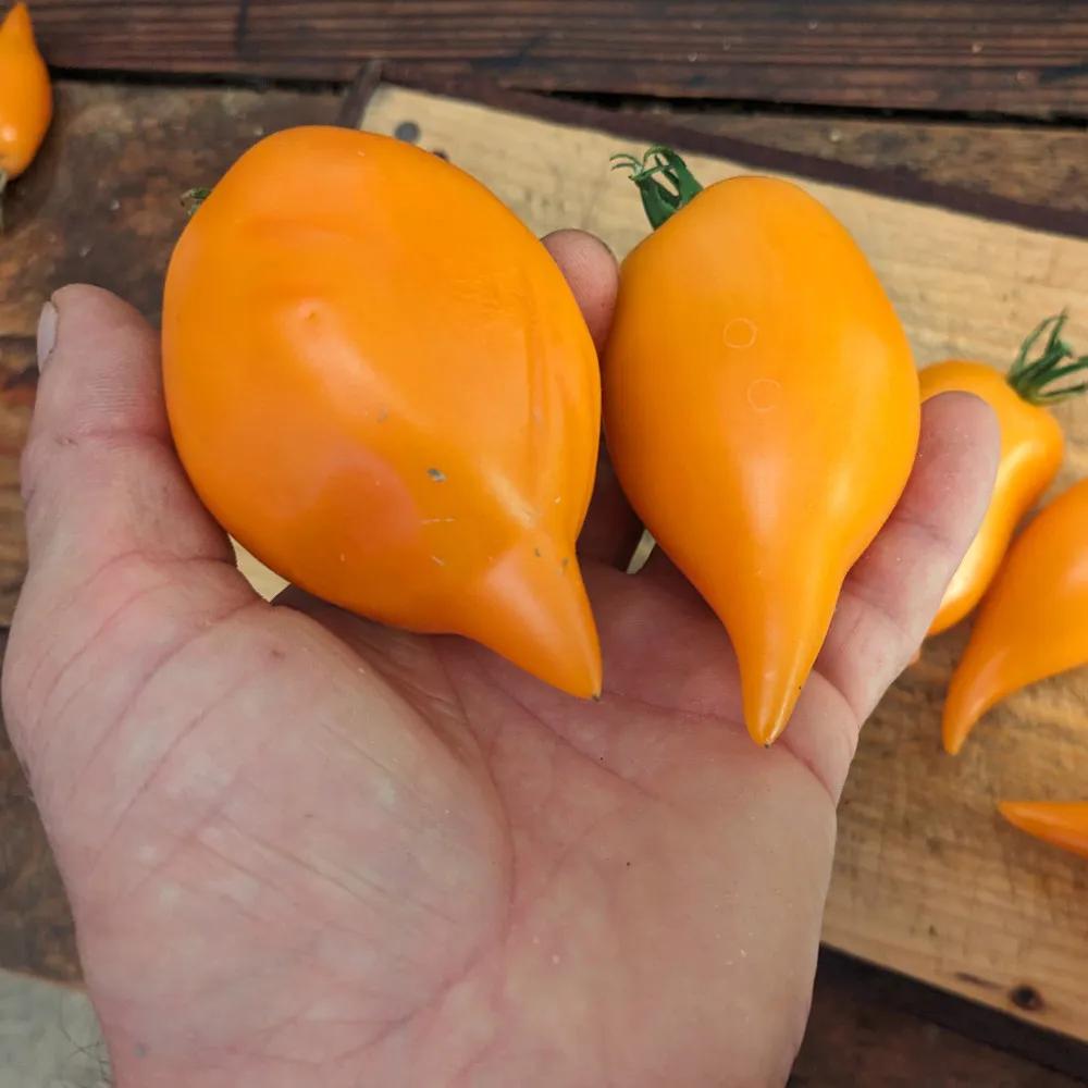 Une personne tiens deux tomate Pinocchio dans sa main, elle sont oranges et brillantes et en arrière plan on distingue d'autre tomates de la même variété sur une planche à découpé en bois.