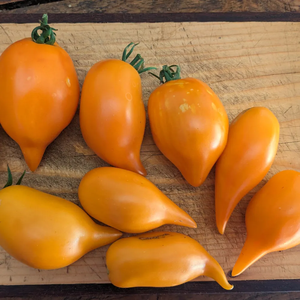 Voici huit tomates buratino sur une planche à découper, les tomates sont de tailles différentes, mais elles sont toutes oranges avec une petite queue pointue