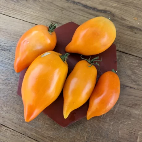Quatres belles tomate sur un carreau en terre cuite, les tomates sont oranges et elles possèdent une petite queue bien rigolote