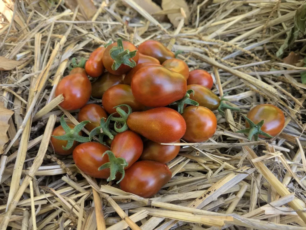 un petit tas de tomates poire chocolat