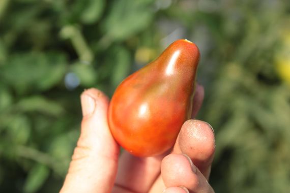 Une tomate poire chocolat entre les doigt d'un jardinier