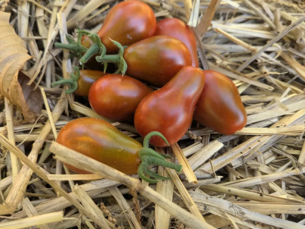 des petites tomates poire chocolat