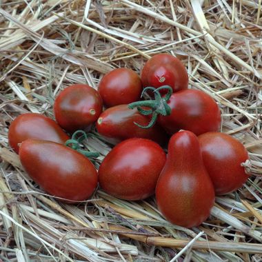 des tomate poire chocolat en tas sur la paille