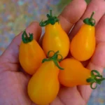 Tomate "Poire Jaune"