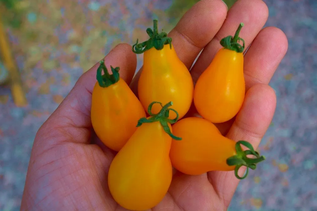 une main qui tient des tomates poire jaunes