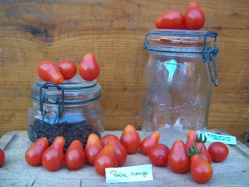 Graines biologiques reproductibles de Tomate "Poire rouge" - Pensez Sauvage