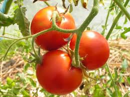 Graines biologiques reproductibles de Tomate Precocibec - Pensez Sauvage