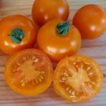 Tomate "Prize of the Trial"