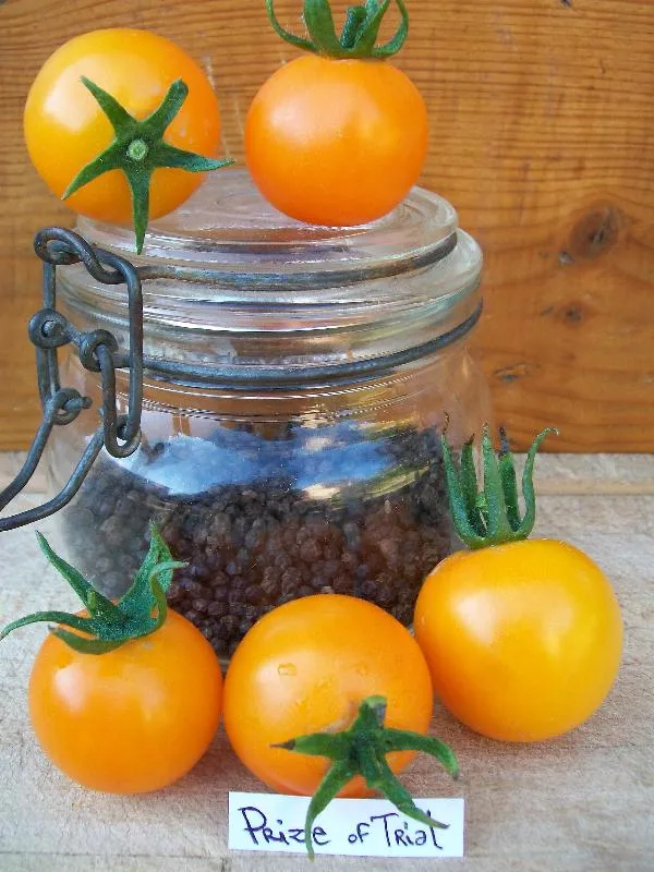 Graines biologiques reproductibles de Tomate "Prize of the Trial" - Pensez Sauvage