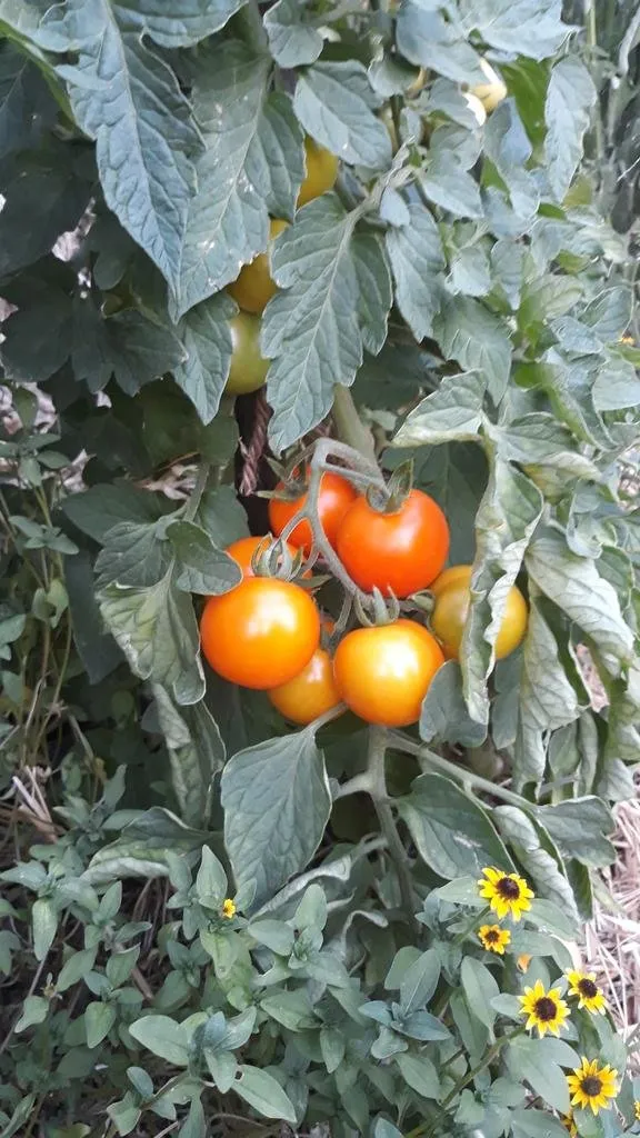 Graines biologiques reproductibles de Tomate "Prize of the Trial" - Pensez Sauvage