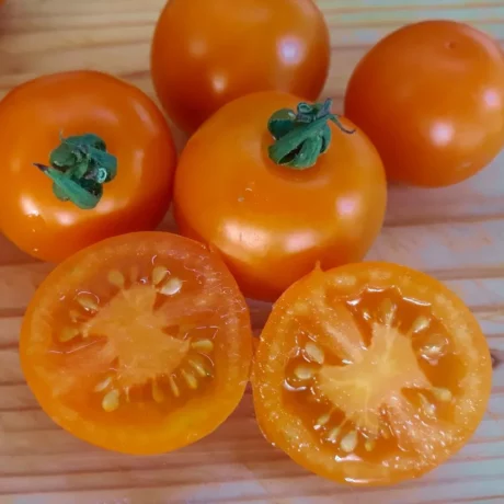 Graines biologiques reproductibles de Tomate "Prize of the Trial" - Pensez Sauvage