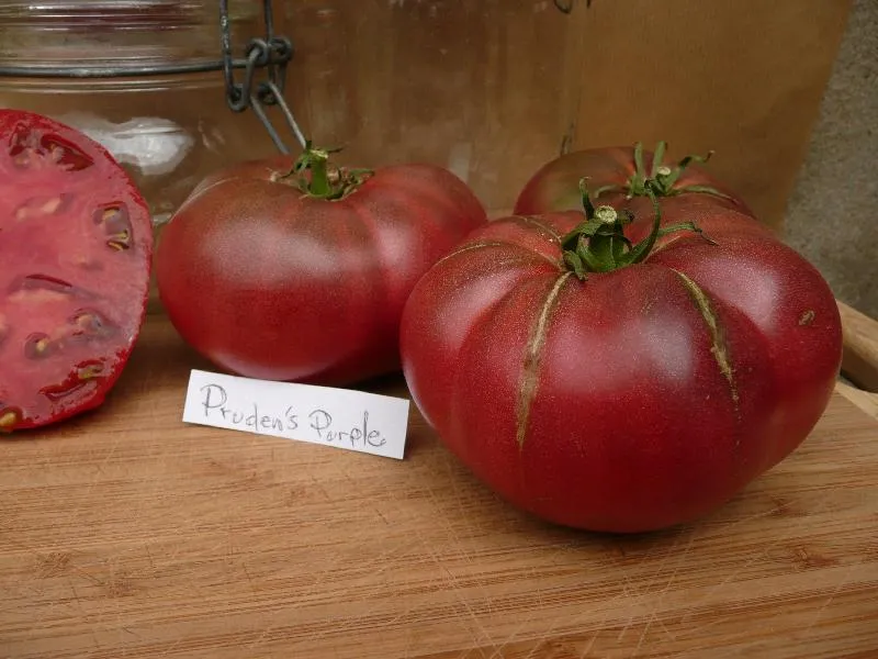 Graines biologiques reproductibles de Tomate "Prudens purple" - Pensez Sauvage