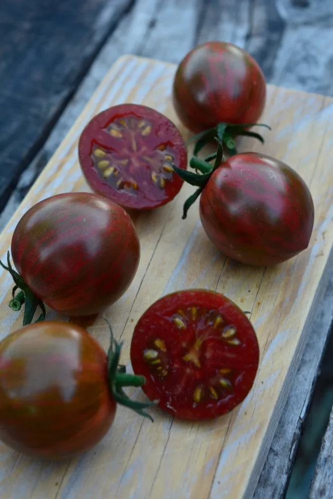 Graines biologiques reproductibles de Tomate "Purple Bumble Bee" - Pensez Sauvage