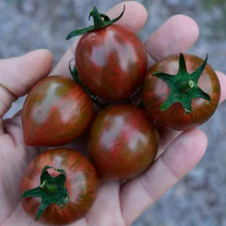 Graines biologiques reproductibles de Tomate "Purple Bumble Bee" - Pensez Sauvage