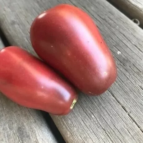 Graines biologiques reproductibles de Tomate "Purple Russian" - Pensez Sauvage