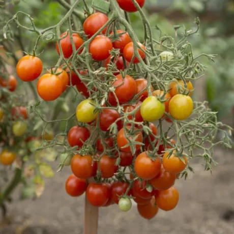 Graines biologiques reproductibles de Tomate "Red Centiflor Hypertress" - Pensez Sauvage