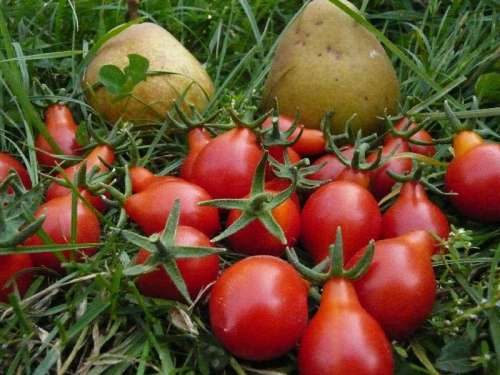 un groupe de tomate en train d'échafauder un plan machiavelique dans l'herbe