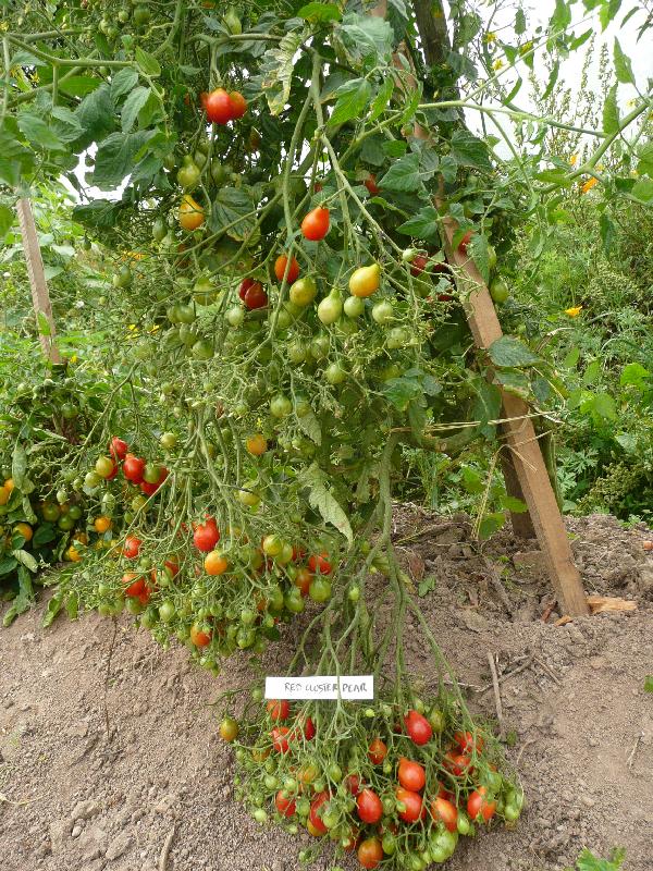 Un pied de tomate red cluster Pear chargé de fruits