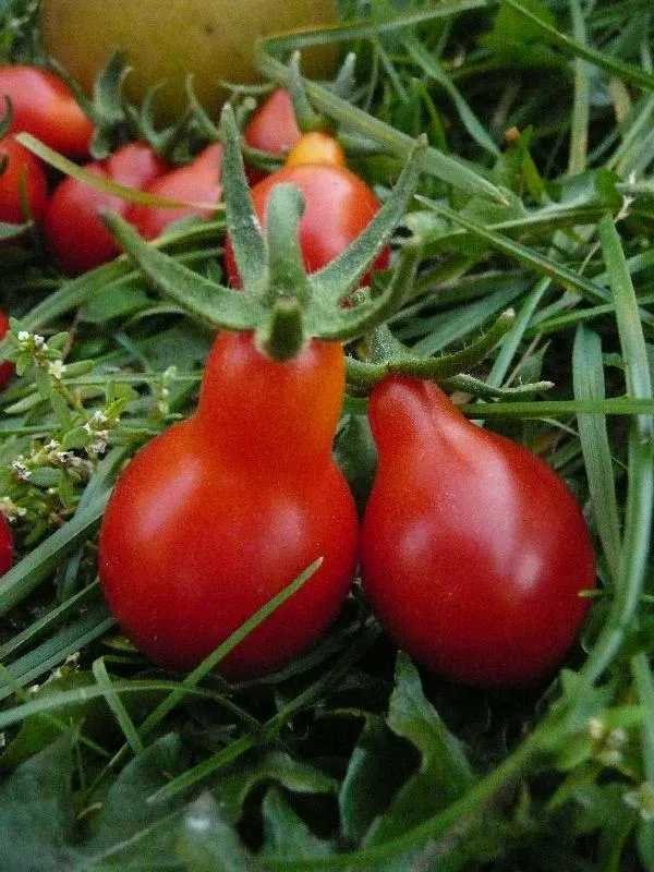 Deux petites tomates dans l'herbe