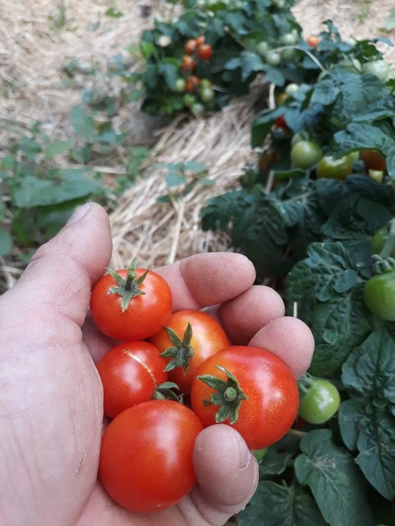 Graines biologiques reproductibles de Tomate "Red Robin" - Pensez Sauvage