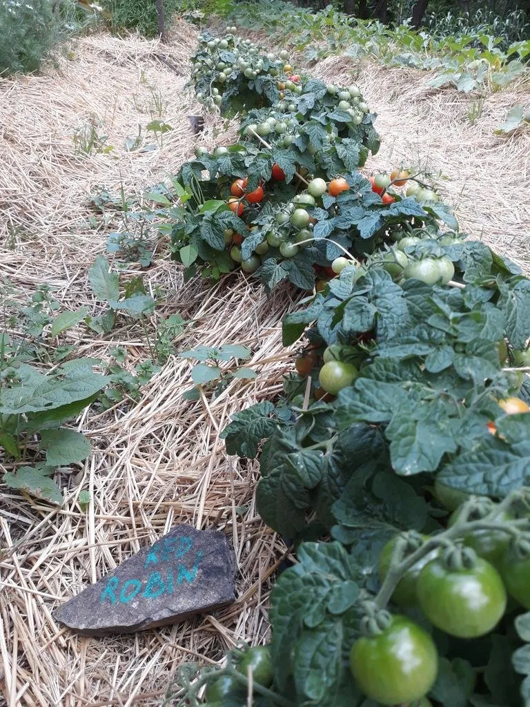 Graines biologiques reproductibles de Tomate "Red Robin" - Pensez Sauvage