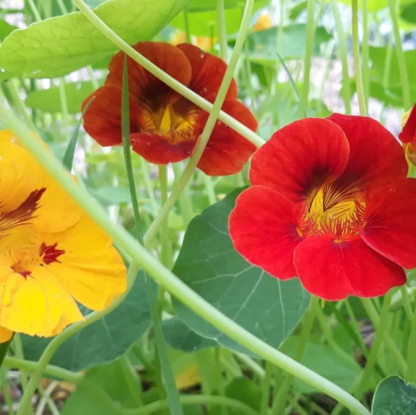 Graines biologiques reproductibles de Tomate "Red Robin" - Pensez Sauvage