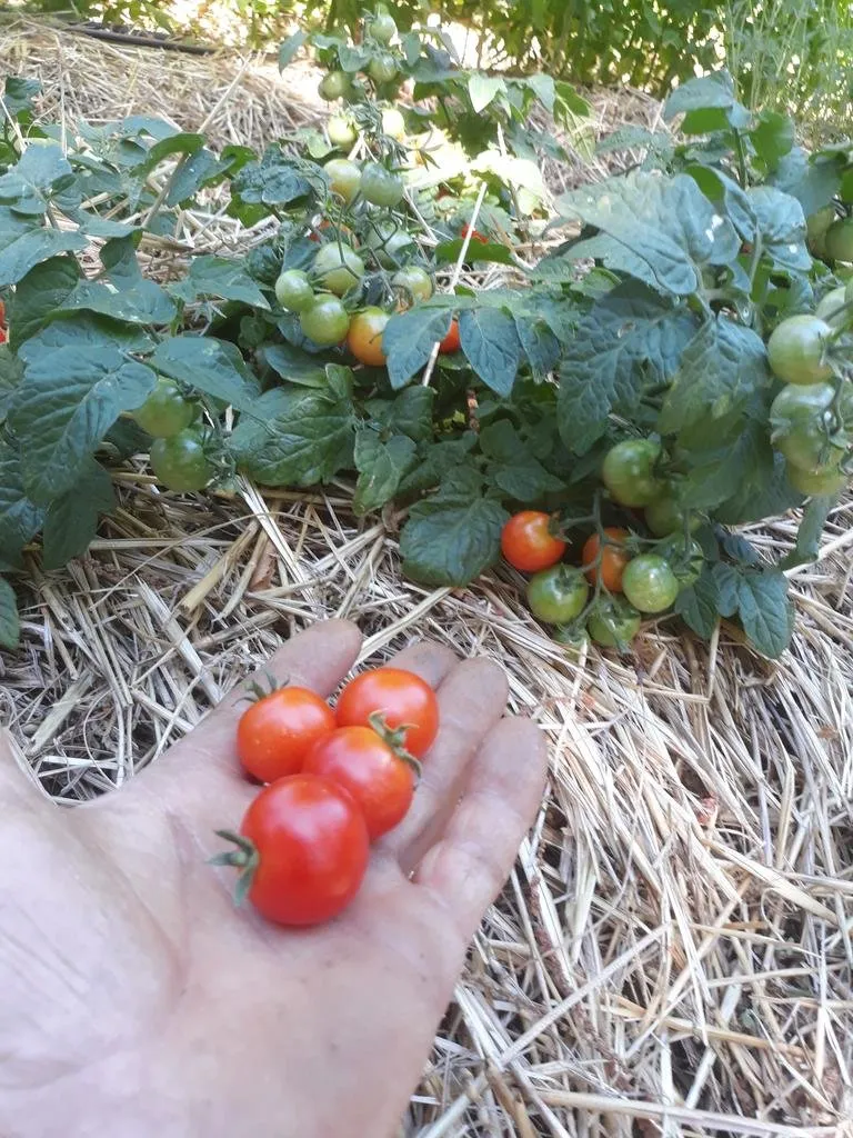 Graines biologiques reproductibles de Tomate "Red Robin" - Pensez Sauvage