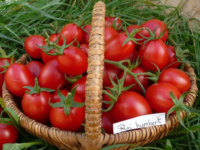 Graines biologiques reproductibles de Tomate "Roi Humbert" - Pensez Sauvage