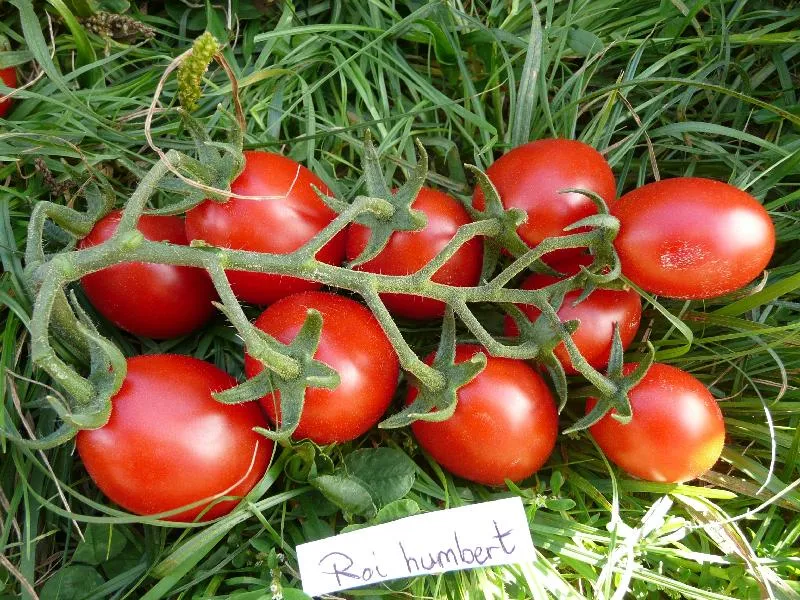 Graines biologiques reproductibles de Tomate "Roi Humbert" - Pensez Sauvage