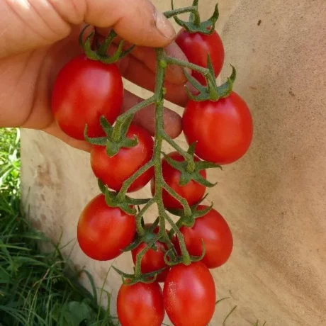 Graines biologiques reproductibles de Tomate "Roi Humbert" - Pensez Sauvage