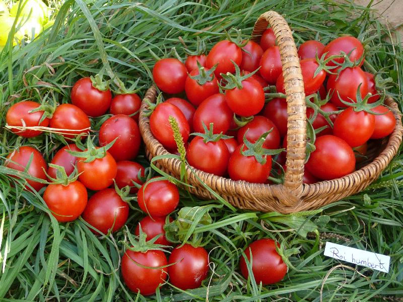 Graines biologiques reproductibles de Tomate "Roi Humbert" - Pensez Sauvage