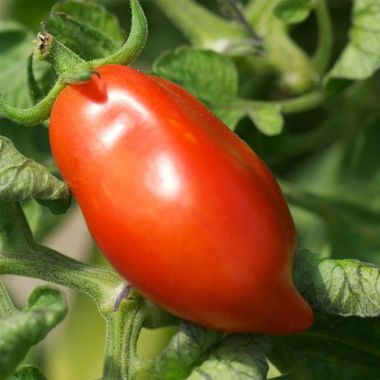 Graines biologiques reproductibles de Tomate "Roma" - Pensez Sauvage