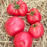 Tomate "Rose d'Eauze"