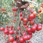 Tomate "Rose Quartz Multiflora"