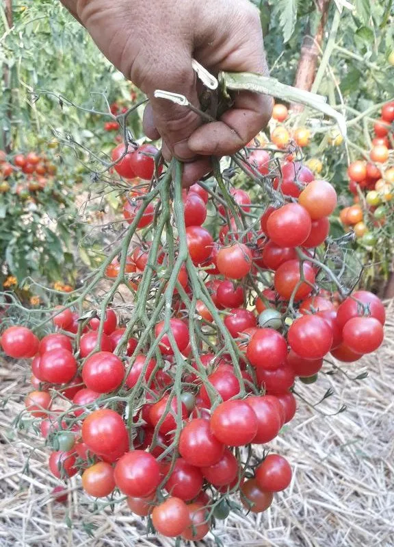 Une main qui tient une grosse grappe de tomates rose quartz multiflora