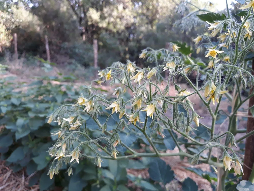 La photo montre une grappe de fleur d'une tomate rose quartz multiflora