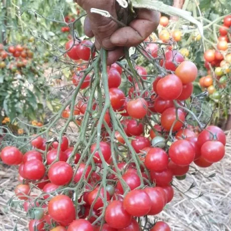Une main qui tient une grosse grappe de tomates rose quartz multiflora