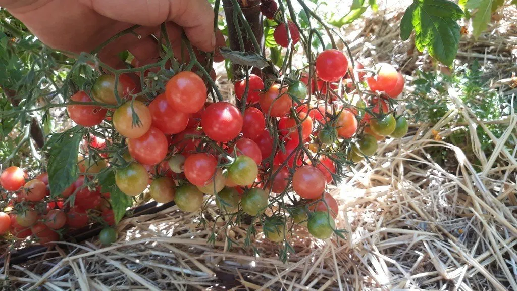 L'image montre une main de jardinier qui tient une grappe de tomate rose quartz multiflora