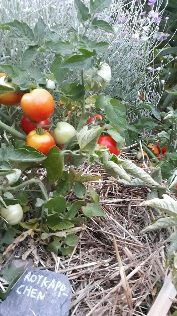 Graines biologiques reproductibles de Tomate "Rotkäppchen" - Pensez Sauvage