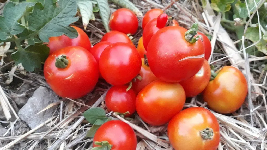 Graines biologiques reproductibles de Tomate "Rotkäppchen" - Pensez Sauvage