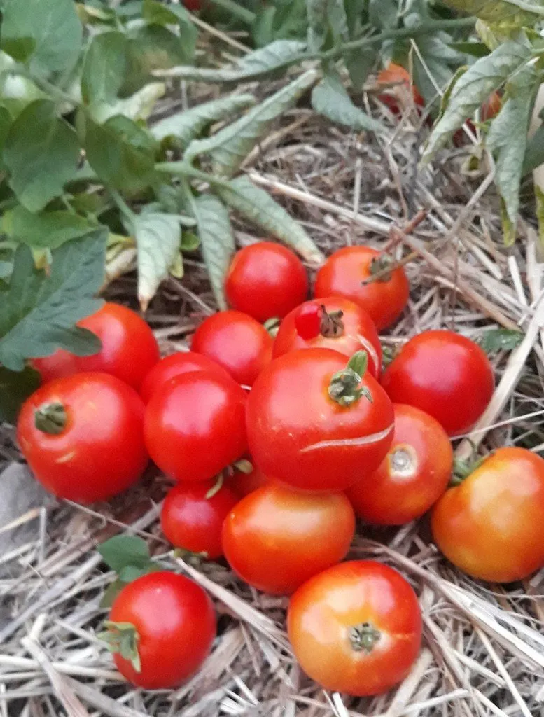 Graines biologiques reproductibles de Tomate "Rotkäppchen" - Pensez Sauvage