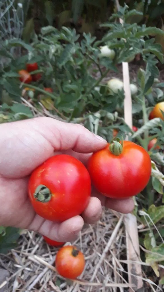 Graines biologiques reproductibles de Tomate "Rotkäppchen" - Pensez Sauvage