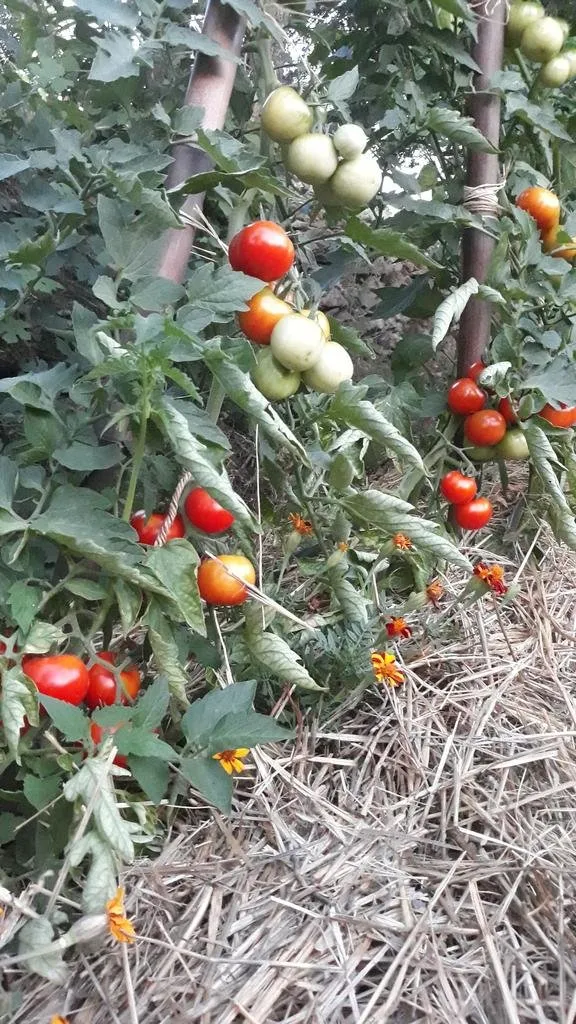 Graines biologiques reproductibles de Tomate "Sasha Altaï" - Pensez Sauvage