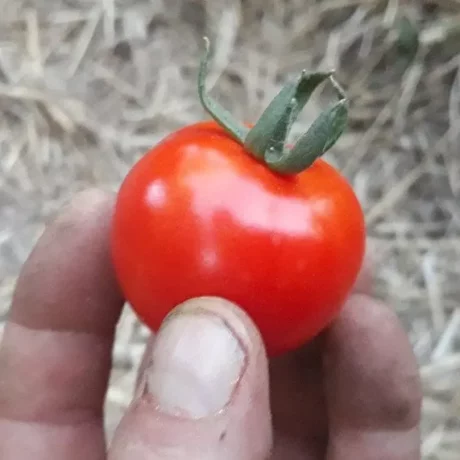 Graines biologiques reproductibles de Tomate "Sasha Altaï" - Pensez Sauvage