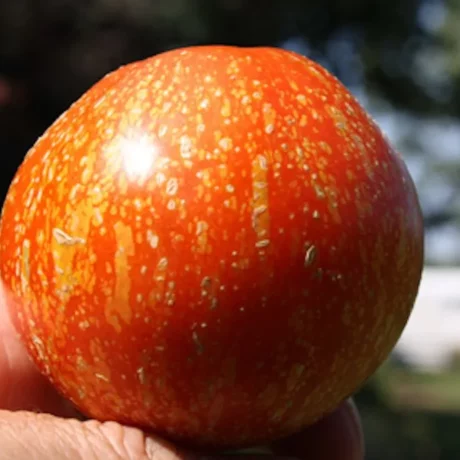 Une tomate dans la main d'un jardinier